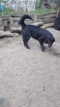 QUIRRY, Hund, Mischlingshund in Rumänien - Bild 3