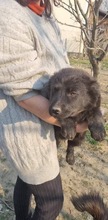 QUIRRY, Hund, Mischlingshund in Rumänien - Bild 5