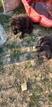 QUIRRY, Hund, Mischlingshund in Rumänien - Bild 8