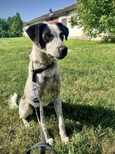 LOUIE, Hund, Mischlingshund in Rumänien - Bild 1