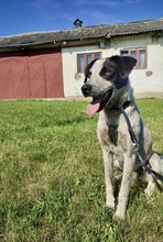 LOUIE, Hund, Mischlingshund in Rumänien - Bild 2