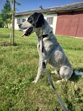 LOUIE, Hund, Mischlingshund in Rumänien - Bild 3