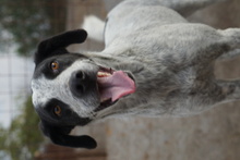 LOUIE, Hund, Mischlingshund in Rumänien - Bild 4