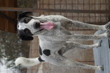 LOUIE, Hund, Mischlingshund in Rumänien - Bild 5