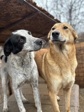 LOUIE, Hund, Mischlingshund in Rumänien - Bild 6