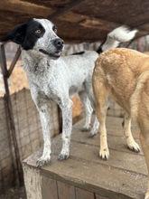 LOUIE, Hund, Mischlingshund in Rumänien - Bild 7