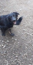 QUENDA, Hund, Mischlingshund in Rumänien - Bild 1