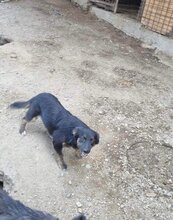QUENDA, Hund, Mischlingshund in Rumänien - Bild 2
