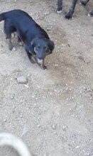 QUENDA, Hund, Mischlingshund in Rumänien - Bild 3