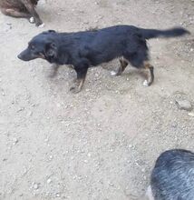 QUENDA, Hund, Mischlingshund in Rumänien - Bild 4