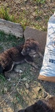 QUENDA, Hund, Mischlingshund in Rumänien - Bild 5