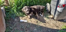 QUENDA, Hund, Mischlingshund in Rumänien - Bild 6