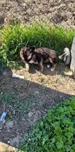 QUENDA, Hund, Mischlingshund in Rumänien - Bild 7