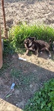 QUENDA, Hund, Mischlingshund in Rumänien - Bild 8