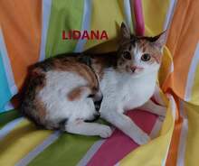 LIDANA, Katze, Europäisch Kurzhaar in Bulgarien - Bild 1