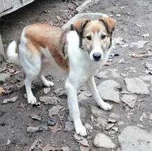 CONAN, Hund, Mischlingshund in Rumänien - Bild 2