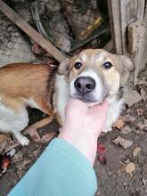 CONAN, Hund, Mischlingshund in Rumänien - Bild 3