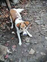 CONAN, Hund, Mischlingshund in Rumänien - Bild 4