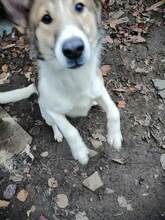 CONAN, Hund, Mischlingshund in Rumänien - Bild 5