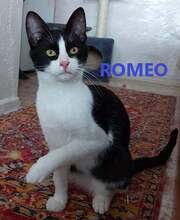 ROMEO, Katze, Europäisch Kurzhaar in Bulgarien - Bild 1