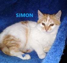 SIMON, Katze, Europäisch Kurzhaar in Bulgarien