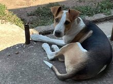 DAR, Hund, Mischlingshund in Bulgarien - Bild 1