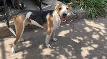 DAR, Hund, Mischlingshund in Bulgarien - Bild 2