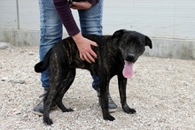 GILDA, Hund, Mischlingshund in Italien - Bild 2