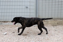 GILDA, Hund, Mischlingshund in Italien - Bild 4