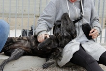 GILDA, Hund, Mischlingshund in Italien - Bild 5