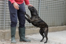 GILDA, Hund, Mischlingshund in Italien - Bild 6