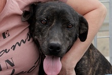 GILDA, Hund, Segugio Maremmano-Mix in Italien - Bild 1