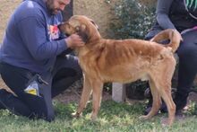 PEPE, Hund, Deutscher Schäferhund-Mix in Italien - Bild 17