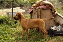 PEPE, Hund, Deutscher Schäferhund-Mix in Italien - Bild 31