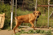 PEPE, Hund, Deutscher Schäferhund-Mix in Italien - Bild 34