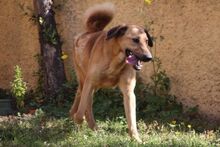 PEPE, Hund, Mischlingshund in Italien - Bild 15