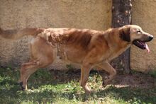 PEPE, Hund, Mischlingshund in Italien - Bild 16