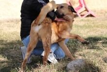 PEPE, Hund, Mischlingshund in Italien - Bild 19