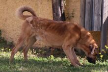 PEPE, Hund, Mischlingshund in Italien - Bild 20