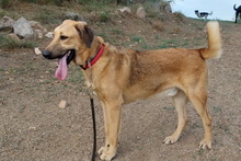 PEPE, Hund, Mischlingshund in Italien - Bild 22
