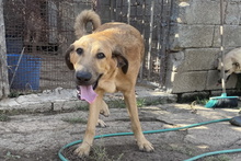 PEPE, Hund, Mischlingshund in Italien - Bild 23