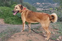 PEPE, Hund, Mischlingshund in Italien - Bild 24