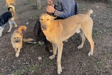 PEPE, Hund, Mischlingshund in Italien - Bild 7