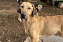 PEPE, Hund, Mischlingshund in Italien - Bild 9