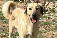 PITIU, Hund, Deutscher Schäferhund-Mix in Italien - Bild 1