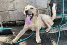 PITIU, Hund, Deutscher Schäferhund-Mix in Italien - Bild 23