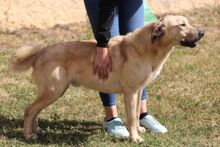 PITIU, Hund, Mischlingshund in Italien - Bild 14