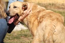 PITIU, Hund, Mischlingshund in Italien - Bild 17