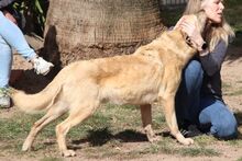 PITIU, Hund, Mischlingshund in Italien - Bild 18
