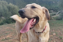 PITIU, Hund, Mischlingshund in Italien - Bild 20